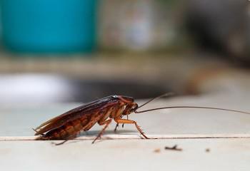 Kakkerlakken herkennen