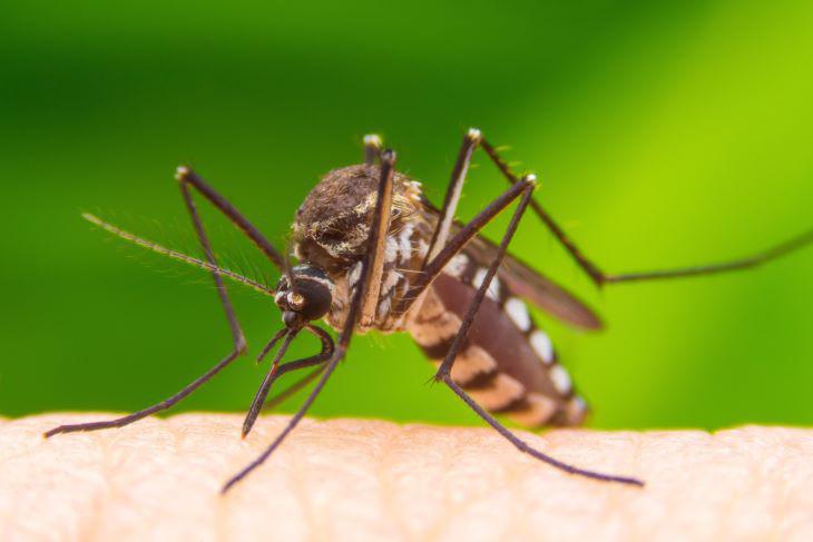 Wat te doen tegen muggen