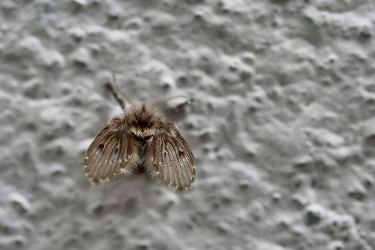 Rioolvliegjes in huis