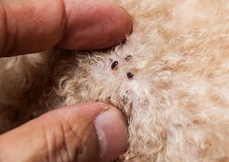 Vlooienbeet herkennen