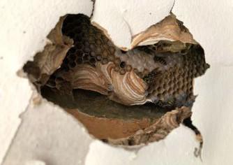 Wespennest in de spouwmuur