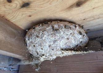 Wespennest verwijderen