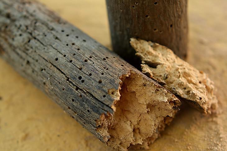 Wat te doen tegen houtworm?