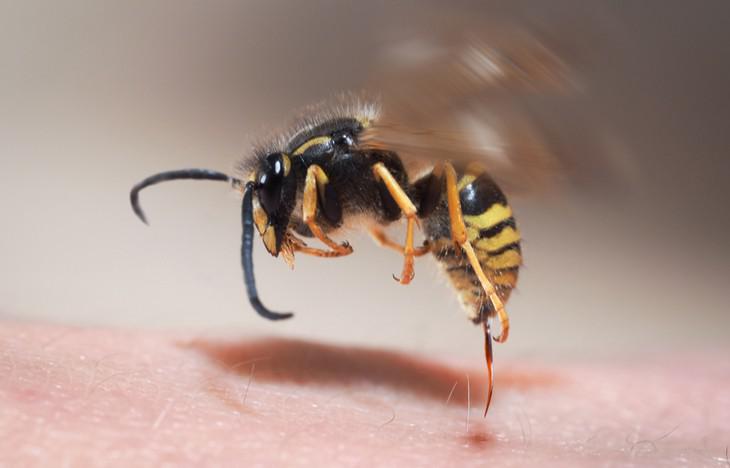 Eerste hulp bij wespensteek