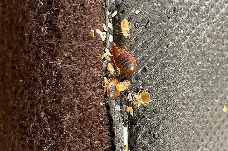 Alles over bedwantsen