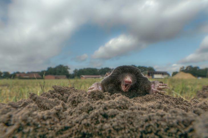 Wat te doen tegen mollen
