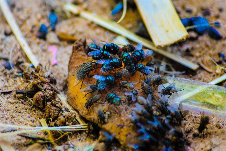 Wat te doen tegen vliegen