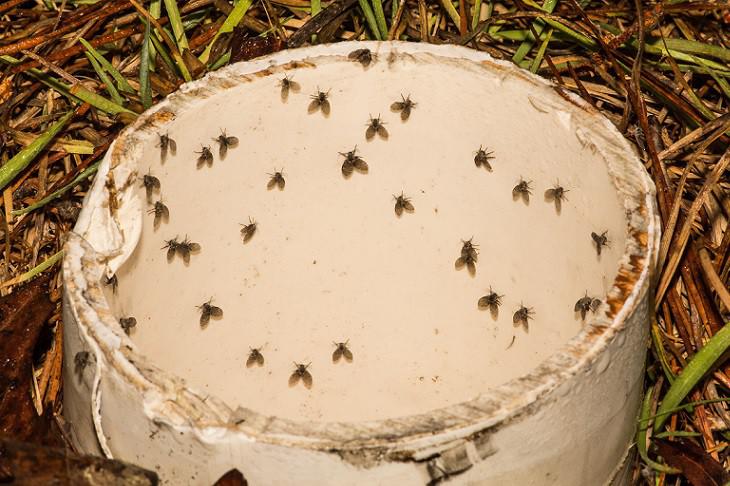 Wat te doen tegen rioolvliegjes