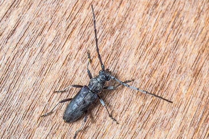 Huisboktor herkennen