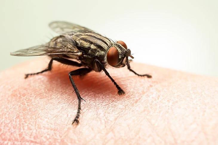 Vliegen herkennen