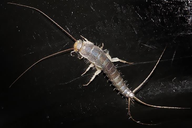 Wat te doen tegen zilvervisjes