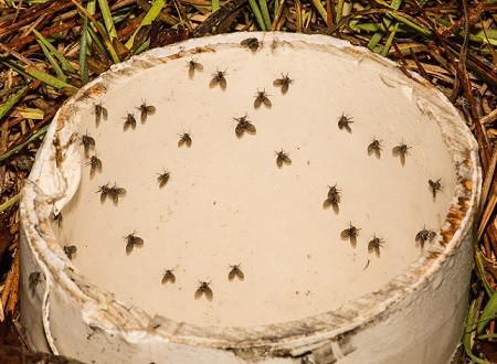 Rioolvliegjes in huis