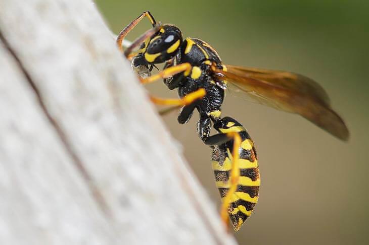 Wat te doen tegen wespen?