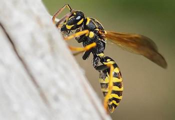 wat-te-doen-tegen-wespen