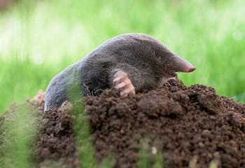 Wat te doen tegen mollen