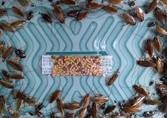 Kakkerlakkenbestrijding