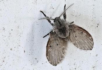 Wat te doen tegen rioolvliegjes