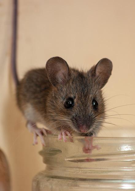 Huismuis
