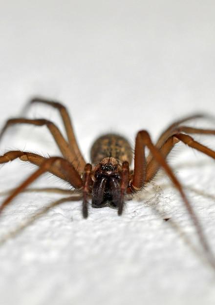 Spinnen