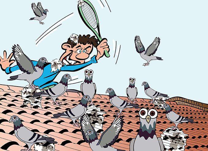 Help, teveel duiven! 