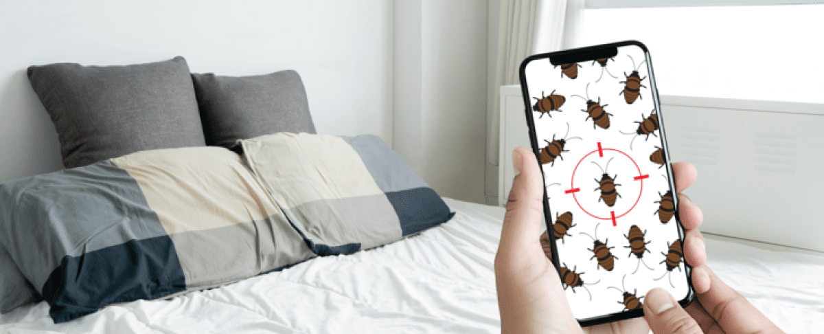 Slapen tussen de bedwantsen, het komt steeds vaker voor