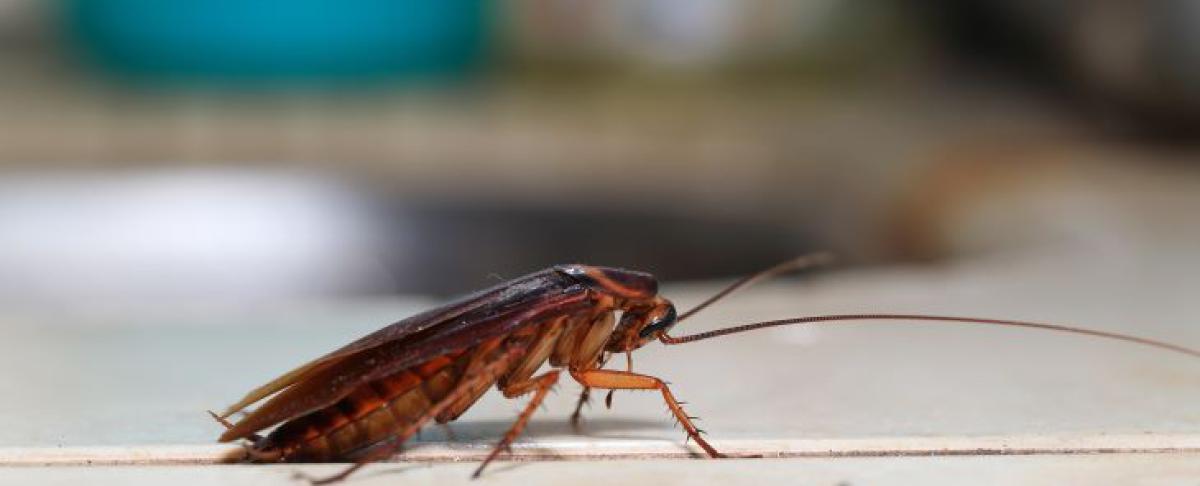 Kakkerlak herkennen: hoe sneller, hoe beter