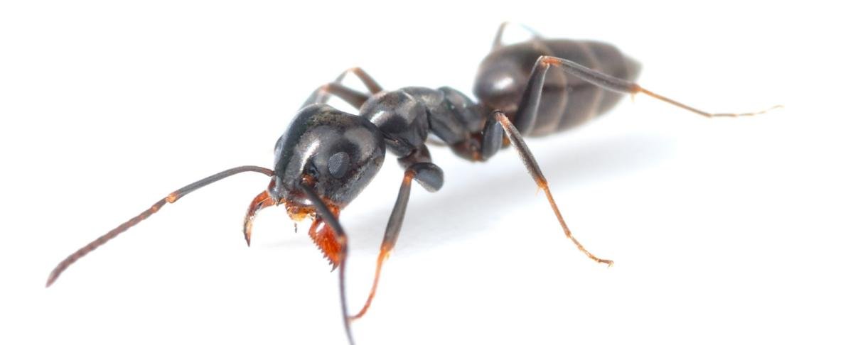 Toenemende overlast invasieve mieren