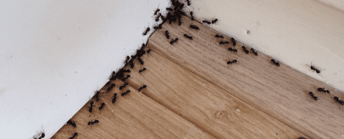 Wat te doen tegen mieren in huis?