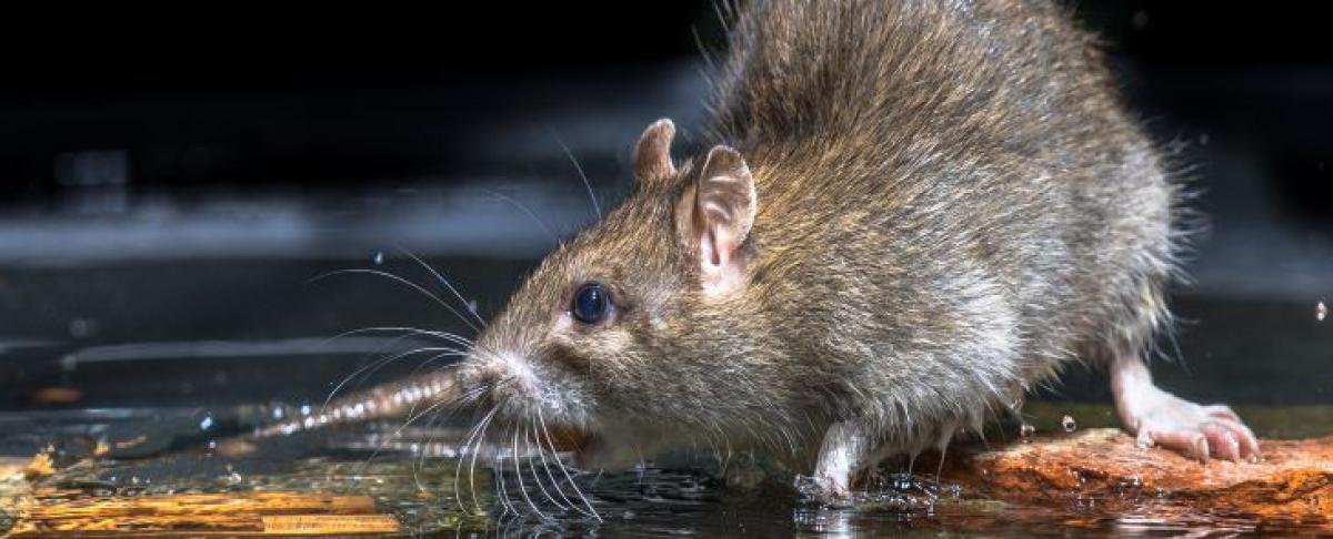 Gifverbod zorgt voor verdere opmars ratten en muizen
