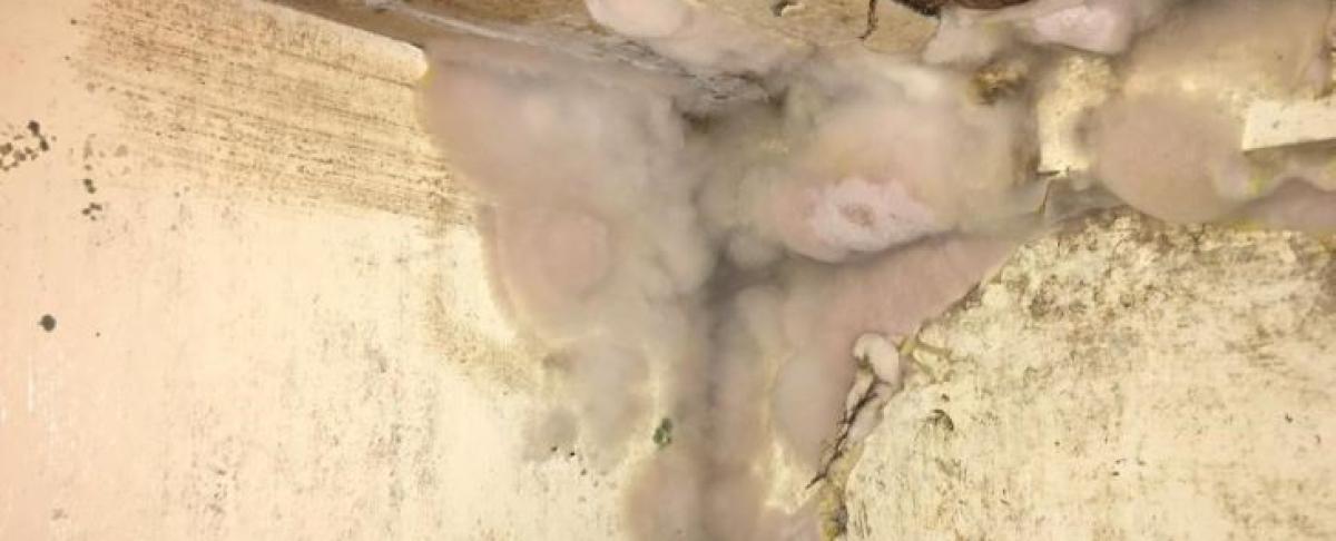 Nederland kent meer huizen met schimmel en zwamgroei