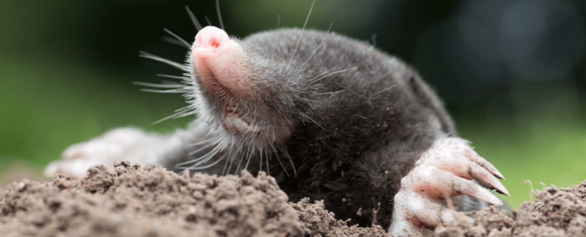 Hoe kun je mollen verjagen?