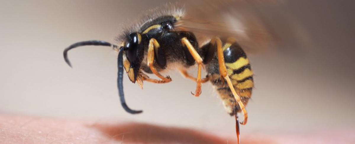 Wat te doen bij een wespensteek?