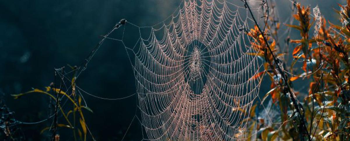 Ongedierte in het najaar voorkomen