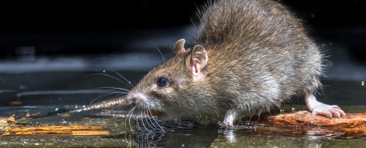 Onderzoek: ratten jagen meeste mensen angst aan