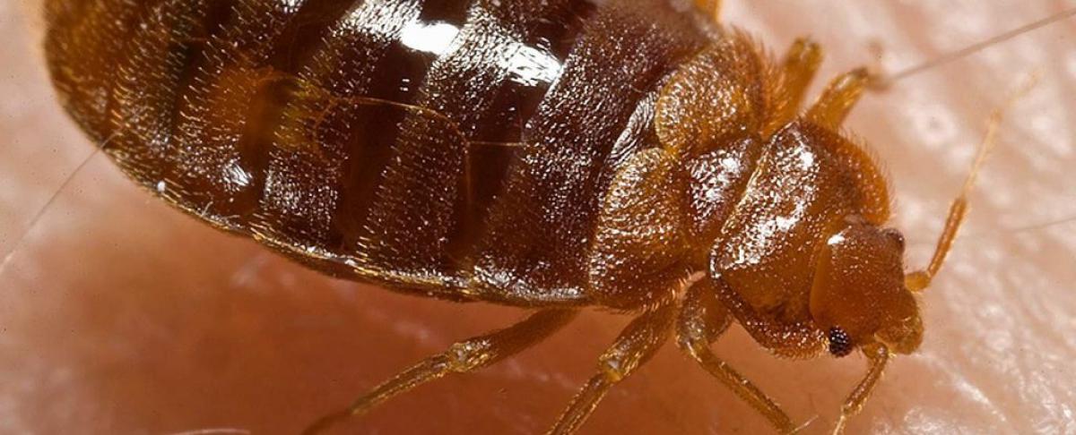 Binnenkort met vakantie? Pas op voor dit reisgezelschap!