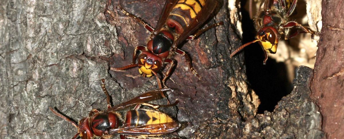 Alles over de hoornaar: wiki, herkennen &amp; bestrijden