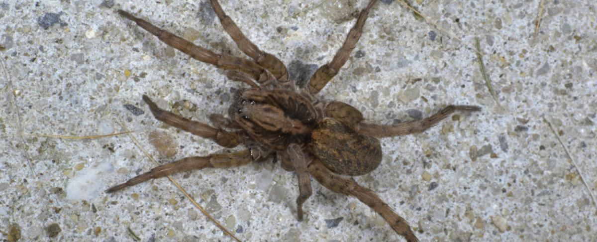 Wolfspin in huis? Zo herken je en verwijder je ze veilig