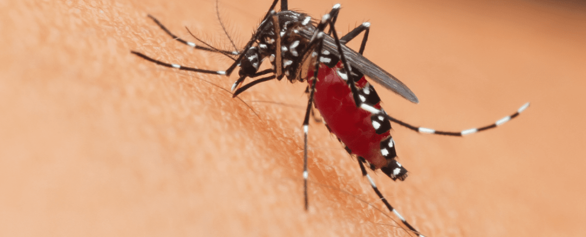 Hoe invasieve soorten Nederland overnemen