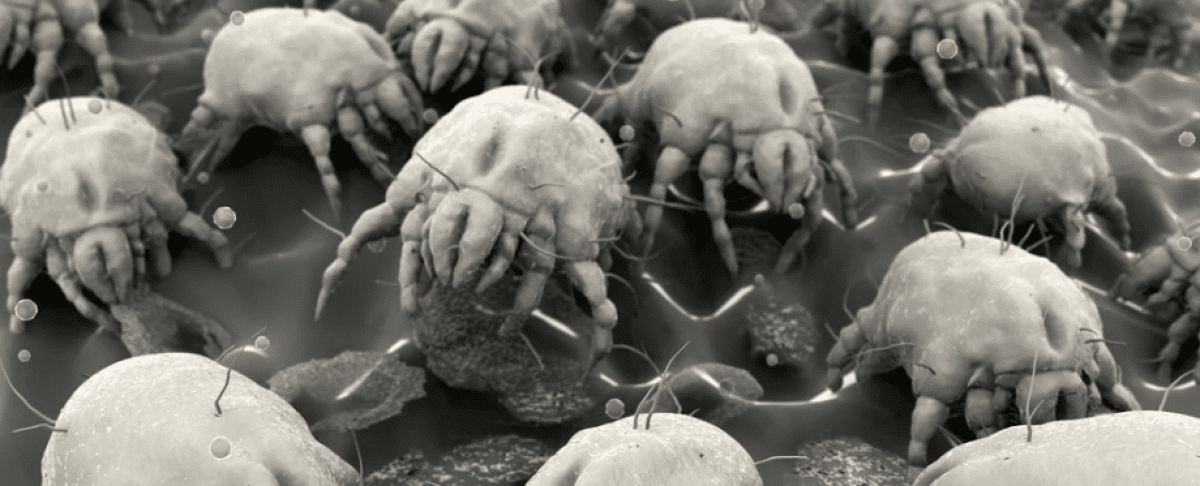 De huisstofmijt: Hoe omgaan met een onzichtbare gast?