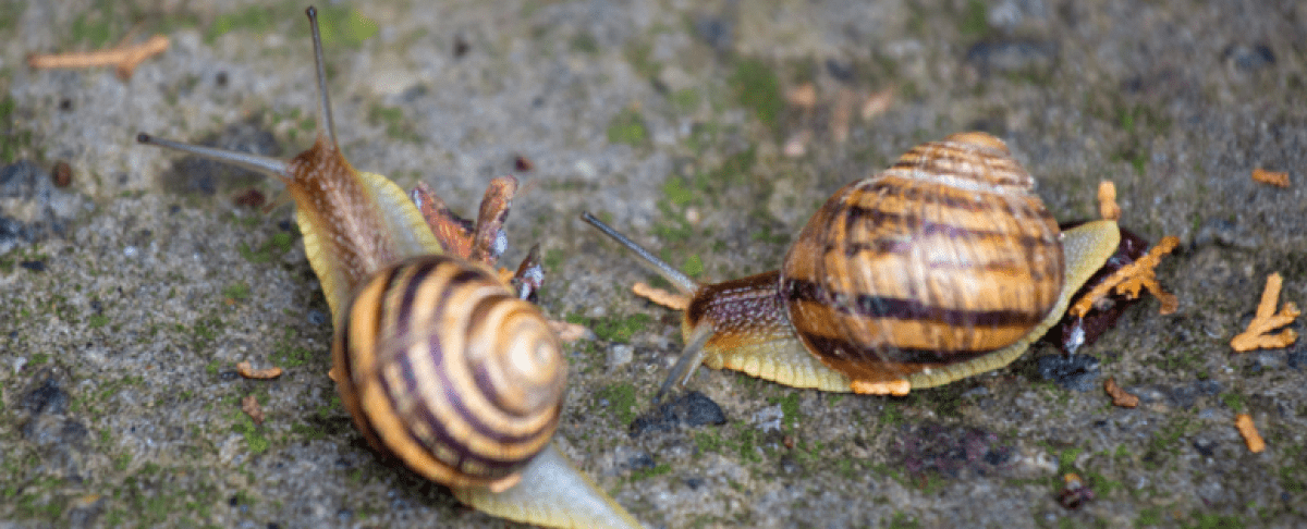 Slakken in de tuin: zo pak je ze aan