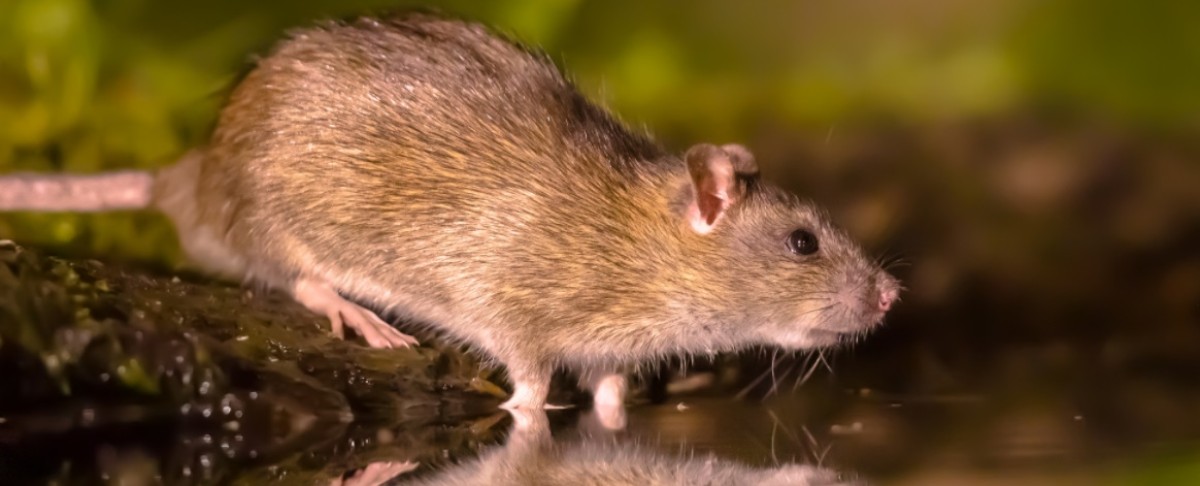 Van gif naar geweer: kentering in rattenbestrijding