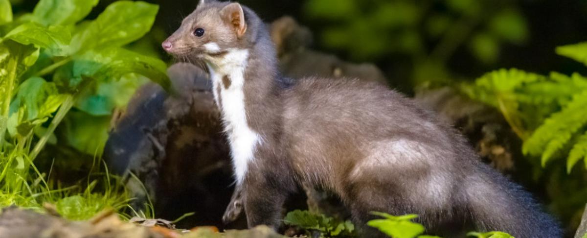 Steenmarter verjagen: zo houd je marters op afstand