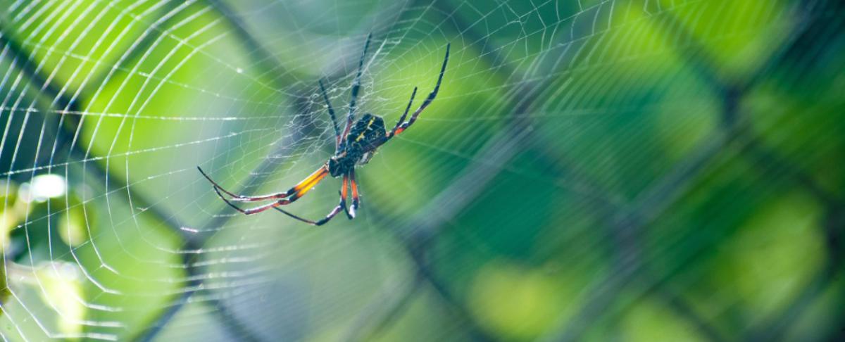 Spinnen in de herfst