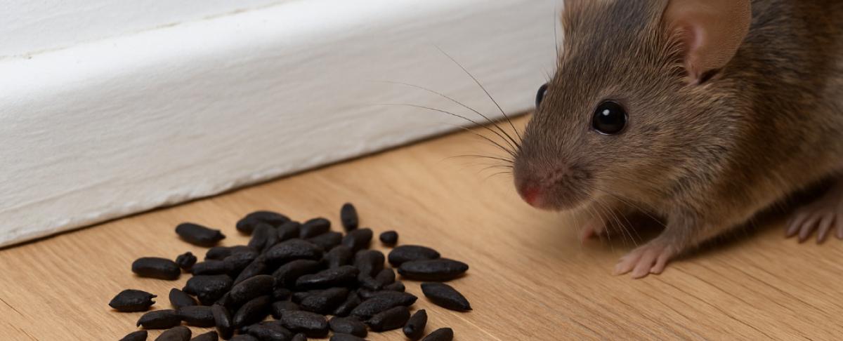 Muizenkeutels herkennen