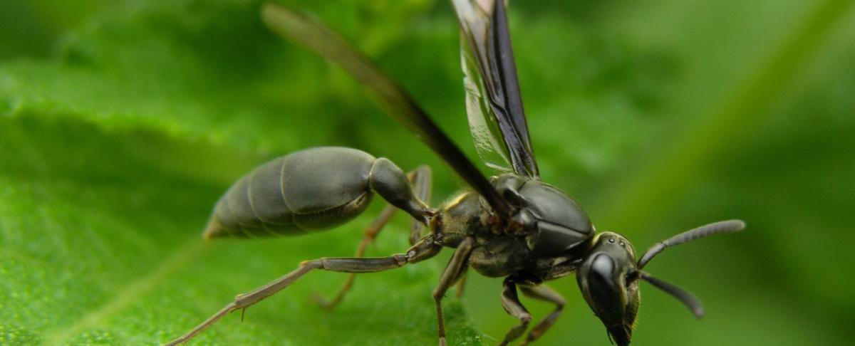 Vliegende mieren: informatie en tips