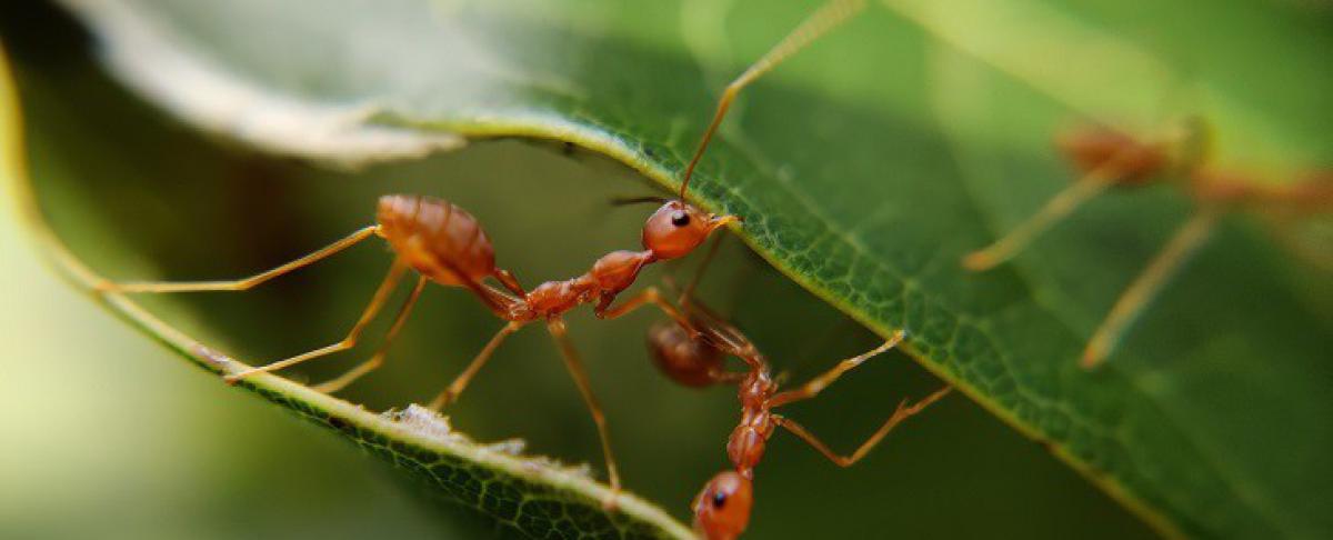 Mierenbeet: welke mieren kunnen bijten?