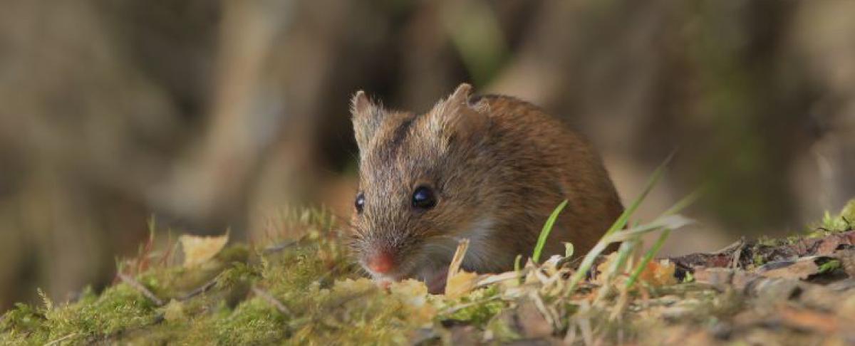 Muizen in de tuin: wat kun je doen?