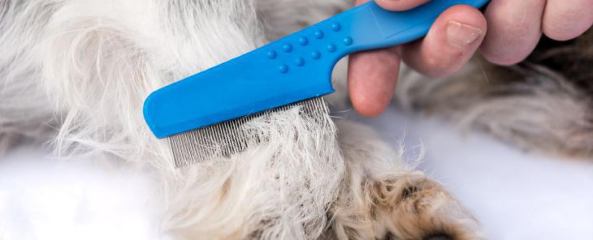 Vlooien bij hond of kat? Zó houd je ze tegen!