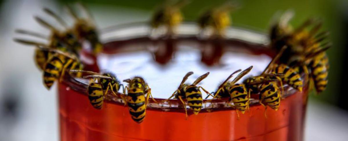 Wespen vangen: in 4 simpele stappen een wespenval!