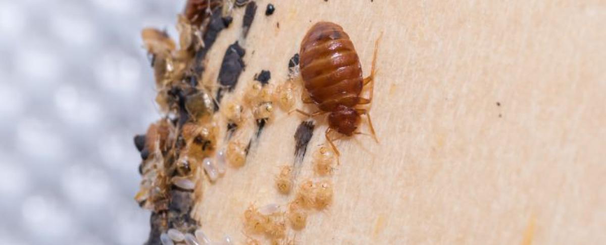 Alles over bed bugs: herkennen, bestrijden en voorkomen